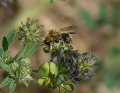 Andrena flavipes
