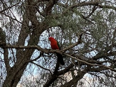 Alisterus scapularis