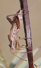 Alydus pilosulus