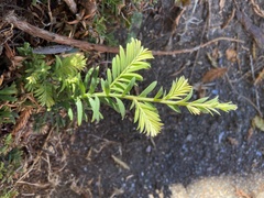 Sequoia