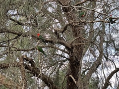 Alisterus scapularis