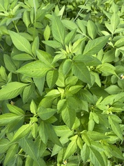 Bidens alba