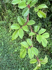 Rosa multiflora