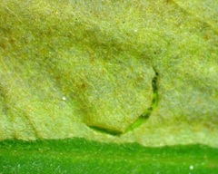 Chrysaster ostensackenella