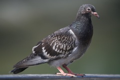 Columba livia domestica