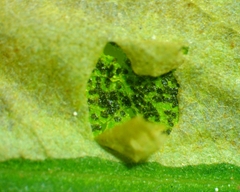 Chrysaster ostensackenella