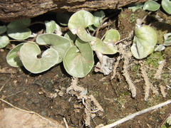 Dichondra