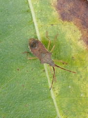 Gonocerus acuteangulatus