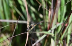 Sympetrum danae