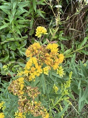 Euthamia graminifolia