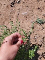 Lappula occidentalis