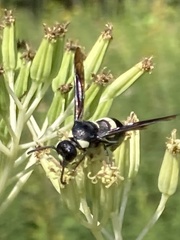 Monobia quadridens