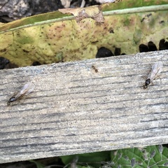 Lasius