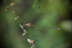 Lestes forficula