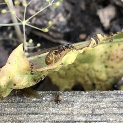 Lasius