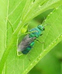 Chrysidinae