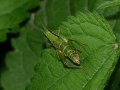 Odontopodisma schmidtii
