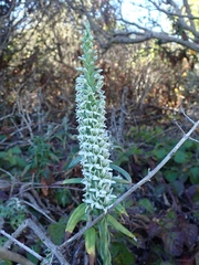 Platanthera elegans