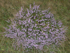 Calluna vulgaris