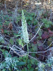Platanthera elegans