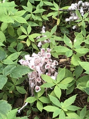 Monotropa uniflora
