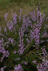Calluna vulgaris