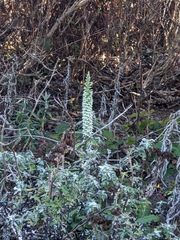 Platanthera elegans