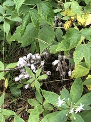 Monotropa uniflora