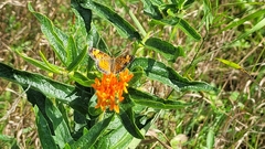 Phyciodes tharos