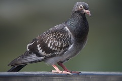 Columba livia domestica