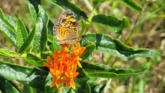 Phyciodes tharos
