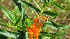 Phyciodes tharos