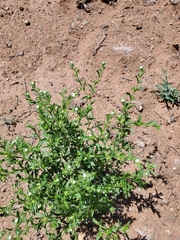 Lappula occidentalis