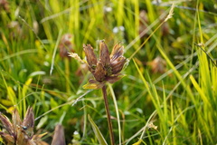 Gentiana purpurea
