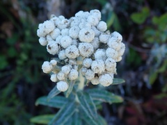 Anaphalis margaritacea