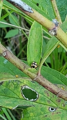 Propylea quatuordecimpunctata