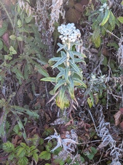 Anaphalis margaritacea