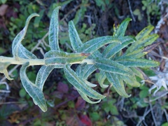 Anaphalis margaritacea