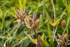 Gentiana purpurea