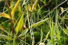 Gentiana purpurea