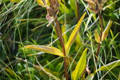Gentiana purpurea