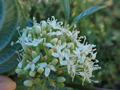 Cornus sericea