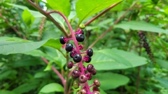 Phytolacca americana