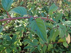 Cornus sericea