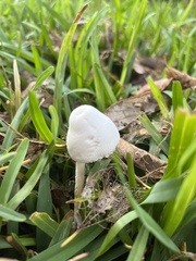 Leucocoprinus cepistipes