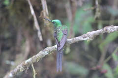 Heliodoxa imperatrix