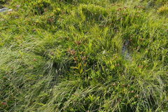 Gentiana purpurea