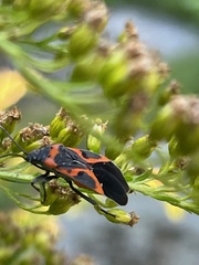 Lygaeus kalmii