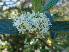 Cornus sericea
