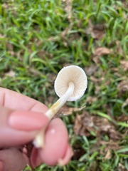 Leucocoprinus cepistipes